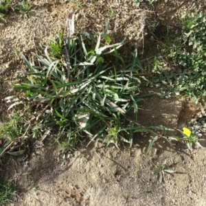 Oenothera stricta subsp. stricta at Paddys River, ACT - 1 Jul 2020 02:30 PM