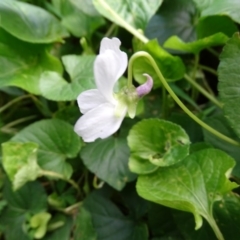 Viola odorata (Sweet Violet, Common Violet) at Cotter Reserve - 1 Jul 2020 by Mike