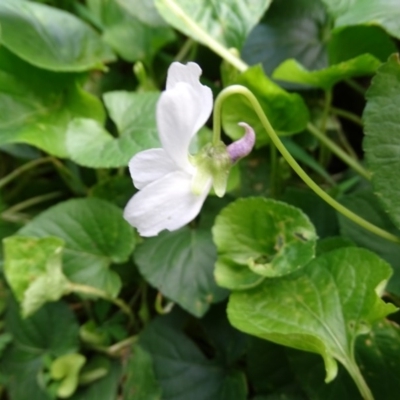 Viola odorata (Sweet Violet, Common Violet) at Cotter Reserve - 1 Jul 2020 by Mike