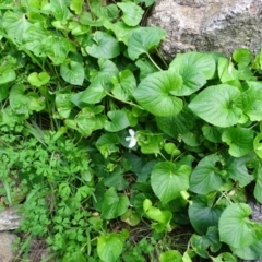 Viola odorata at Paddys River, ACT - 1 Jul 2020