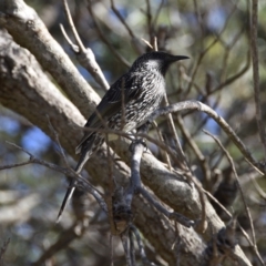 Anthochaera chrysoptera (Little Wattlebird) at Lake Tabourie Bushcare - 5 Jul 2020 by wendie