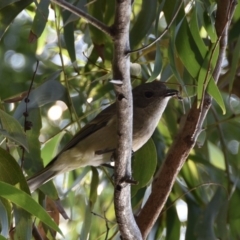 Pachycephala pectoralis (Golden Whistler) at Tabourie Lake Walking Track - 5 Jul 2020 by wendie