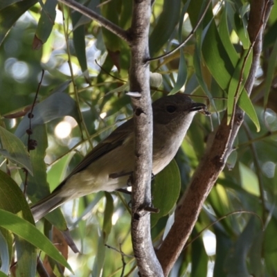 Pachycephala pectoralis (Golden Whistler) at Tabourie Lake Walking Track - 5 Jul 2020 by wendie