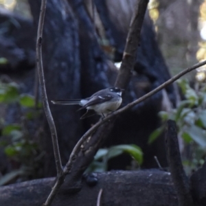 Rhipidura albiscapa at Termeil, NSW - 5 Jul 2020