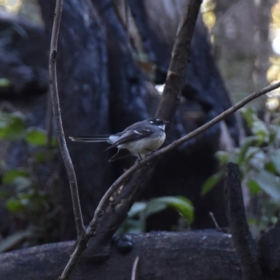 Rhipidura albiscapa (Grey Fantail) at Termeil, NSW - 5 Jul 2020 by wendie