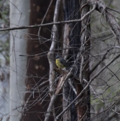 Eopsaltria australis (Eastern Yellow Robin) at Morton, NSW - 5 Jul 2020 by wendie