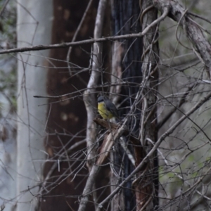 Eopsaltria australis at Morton, NSW - 5 Jul 2020