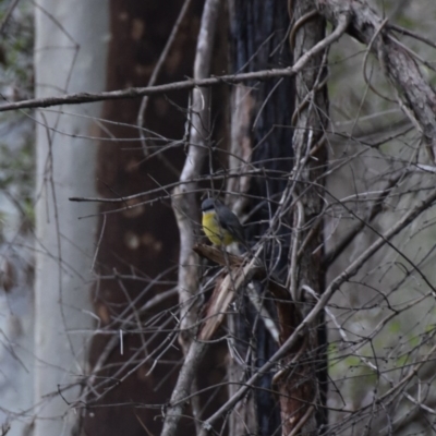 Eopsaltria australis (Eastern Yellow Robin) at WI Private Property - 5 Jul 2020 by wendie