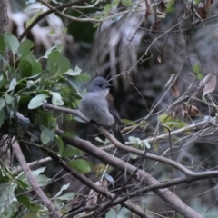 Colluricincla harmonica (Grey Shrikethrush) at WI Private Property - 5 Jul 2020 by wendie