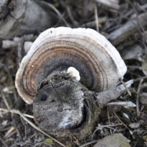 Trametes versicolor at Termeil, NSW - 5 Jul 2020 05:35 PM