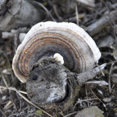 Trametes versicolor (Turkey Tail) at WI Private Property - 5 Jul 2020 by wendie