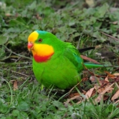 Polytelis swainsonii (Superb Parrot) at Goorooyarroo NR (ACT) - 27 Jun 2020 by Harrisi