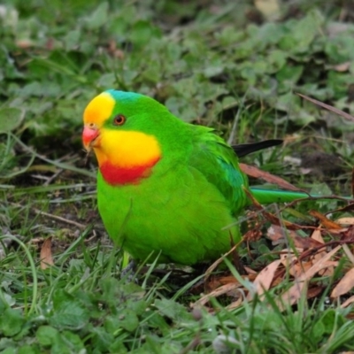 Polytelis swainsonii (Superb Parrot) at Throsby, ACT - 27 Jun 2020 by Harrisi