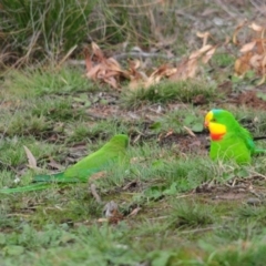 Polytelis swainsonii at Throsby, ACT - suppressed