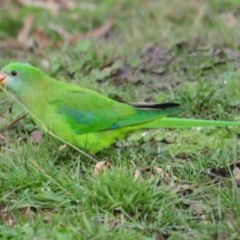 Polytelis swainsonii at Throsby, ACT - suppressed