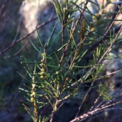 Bertya rosmarinifolia (Rosemary Bertya) at Dunlop, ACT - 4 Jul 2020 by NickiTaws