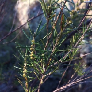 Bertya rosmarinifolia at Molonglo River Reserve - 5 Jul 2020 09:50 AM