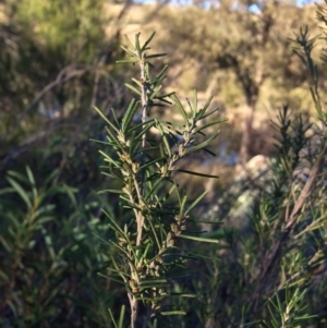 Bertya rosmarinifolia at Molonglo River Reserve - 5 Jul 2020 09:50 AM