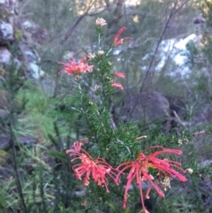 Grevillea juniperina subsp. fortis (Grevillea) at Dunlop, ACT - 5 Jul 2020 by NickiTaws