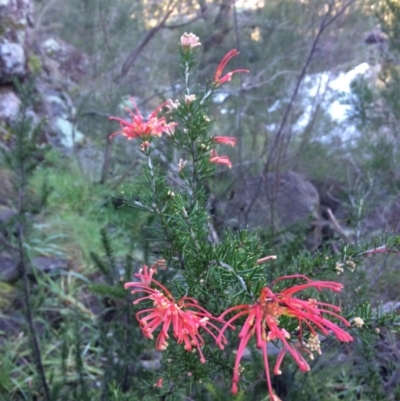 Grevillea juniperina subsp. fortis (Grevillea) at Dunlop, ACT - 4 Jul 2020 by NickiTaws