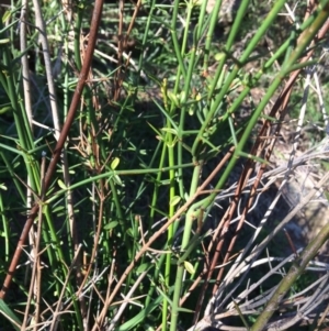 Discaria pubescens at Molonglo River Reserve - 4 Jul 2020