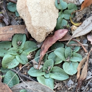 Pterostylidinae (greenhood alliance) at Burra, NSW - 8 Jun 2020