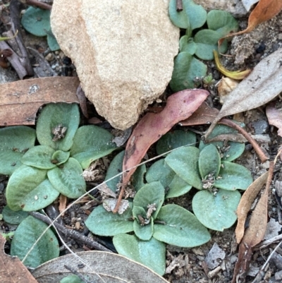 Pterostylidinae (greenhood alliance) (A Greenhood) at Burra, NSW - 8 Jun 2020 by Safarigirl