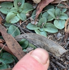 Pterostylidinae (greenhood alliance) at Burra, NSW - 8 Jun 2020