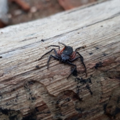 Hemicloea sp. (genus) (Flat bark spider) at Old Adaminaby, NSW - 6 Jul 2020 by Micky1