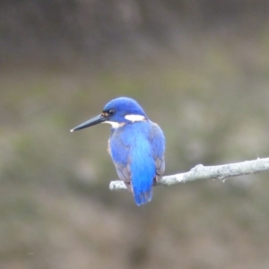 Ceyx azureus at Bega, NSW - 7 Jul 2020