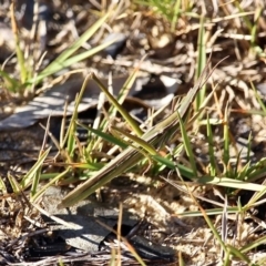 Acrida conica (Giant green slantface) at Mimosa Rocks National Park - 1 Jul 2020 by RossMannell