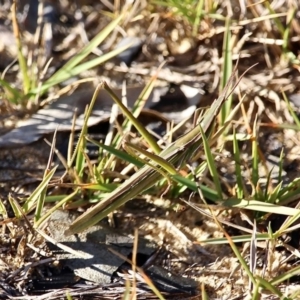 Acrida conica at Wapengo, NSW - 1 Jul 2020