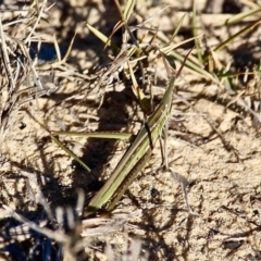 Acrida conica at Wapengo, NSW - 1 Jul 2020