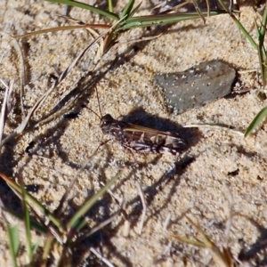 Oedaleus australis at Wapengo, NSW - 1 Jul 2020 01:23 PM