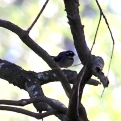 Rhipidura albiscapa (Grey Fantail) at Mimosa Rocks National Park - 1 Jul 2020 by RossMannell