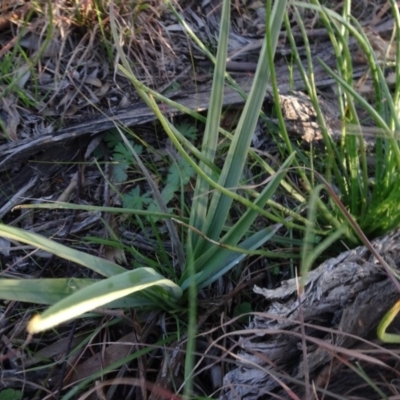 Dianella sp. aff. longifolia (Benambra) (Pale Flax Lily, Blue Flax Lily) at Murrumbateman Cemetery - 5 Jul 2020 by AndyRussell