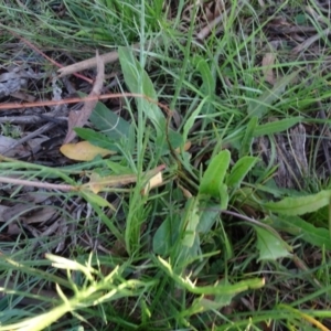 Rumex brownii at Murrumbateman, NSW - 5 Jul 2020 04:58 PM