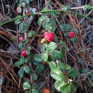 Cotoneaster rotundifolius at Isaacs, ACT - 7 Jul 2020