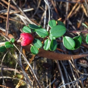 Cotoneaster rotundifolius at Isaacs, ACT - 7 Jul 2020