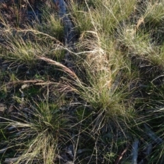 Austrostipa scabra (Corkscrew Grass, Slender Speargrass) at Murrumbateman Cemetery - 5 Jul 2020 by AndyRussell