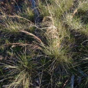 Austrostipa scabra at Murrumbateman, NSW - 5 Jul 2020 04:50 PM