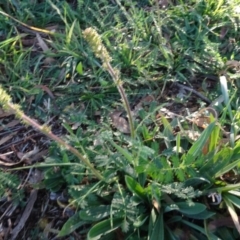 Acaena (genus) (A Sheep's Burr) at Murrumbateman, NSW - 5 Jul 2020 by AndyRussell