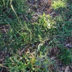 Acaena (genus) at Murrumbateman, NSW - 5 Jul 2020