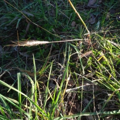 Bothriochloa macra (Red Grass, Red-leg Grass) at Murrumbateman Cemetery - 5 Jul 2020 by AndyRussell