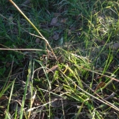 Bothriochloa macra at Murrumbateman, NSW - 5 Jul 2020 04:48 PM