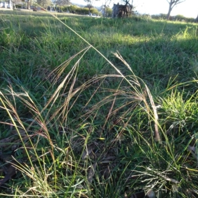 Austrostipa bigeniculata (Kneed Speargrass) at Murrumbateman Cemetery - 5 Jul 2020 by AndyRussell