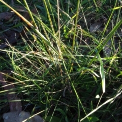 Austrostipa bigeniculata at Murrumbateman, NSW - 5 Jul 2020 04:48 PM