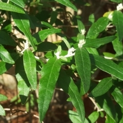 Olearia lirata (Snowy Daisybush) at Isaacs, ACT - 7 Jul 2020 by Mike