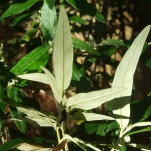 Olearia lirata at Isaacs, ACT - 7 Jul 2020 02:57 PM