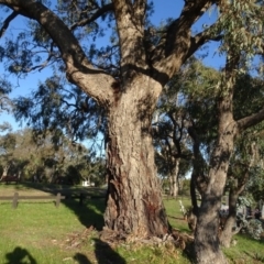 Eucalyptus bridgesiana (Apple Box) at Murrumbateman Cemetery - 5 Jul 2020 by AndyRussell